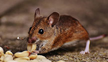 24 Hour & Emergency Exterminators in North San Ysidro, NM